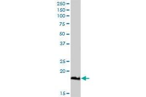 Western Blotting (WB) image for anti-Tumor Necrosis Factor Receptor Superfamily, Member 13C (TNFRSF13C) (AA 1-184) antibody (ABIN530345)