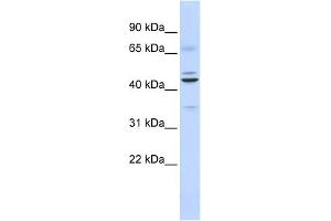 WB Suggested Anti-DPF2 Antibody Titration:  0. (DPF2 Antikörper  (Middle Region))