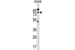 ZN Antibody (N-term) (ABIN1539672 and ABIN2849806) western blot analysis in A549 cell line lysates (35 μg/lane). (ZNF480 Antikörper  (N-Term))