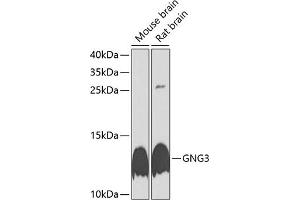 Western blot analysis of extracts of various cell lines, using GNG3 antibody (ABIN6129391, ABIN6141238, ABIN6141239 and ABIN6225122) at 1:1000 dilution. (GNG3 Antikörper  (AA 1-75))