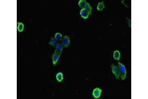 Immunofluorescent analysis of HepG2 cells using ABIN7151414 at dilution of 1:100 and Alexa Fluor 488-congugated AffiniPure Goat Anti-Rabbit IgG(H+L) (EFCAB7 Antikörper  (AA 1-158))