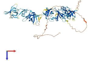 C1orf38 Protein (AA 1-663) (His tag)