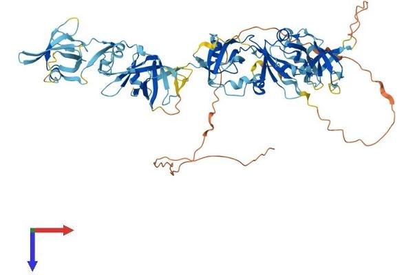 C1orf38 Protein (AA 1-663) (His tag)