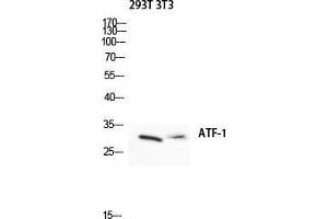 Western Blot (WB) analysis of 293T 3T3 lysis using ATF-1 antibody. (AFT1 Antikörper  (Ser157))