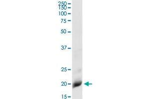 Immunoprecipitation (IP) image for anti-Interleukin 1 Receptor Antagonist (IL1RN) (AA 1-177) antibody (ABIN1327270)