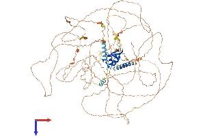 RNF111 Protein (AA 1-994) (His tag)