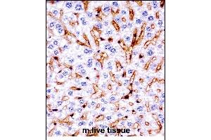 Mouse Mapk11 Antibody (N-term) ((ABIN657841 and ABIN2846803))immunohistochemistry analysis in formalin fixed and paraffin embedded mouse live tissue followed by peroxidase conjugation of the secondary antibody and DAB staining.