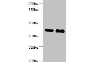 Western blot All lanes: NHLRC1 antibody at 3. (NHLRC1 Antikörper  (AA 1-280))