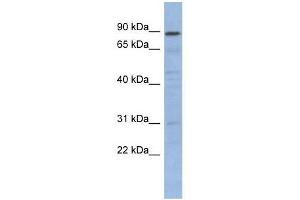Western Blotting (WB) image for anti-Nuclear Factor of kappa Light Polypeptide Gene Enhancer in B-Cells Inhibitor-Like 1 (NFKBIL1) (N-Term) antibody (ABIN927720)