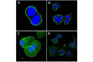 Confocal immunofluorescence analysis of methanol-fixed A431 (A), Hela (B), PANC-1 (C) and EC (D) cells using CD44 mouse mAb (green), showing membrane localization.