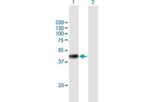 Western Blot analysis of GNAI3 expression in transfected 293T cell line by GNAI3 MaxPab polyclonal antibody. (GNAI3 Antikörper  (AA 1-354))