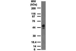 Western blot testing of human spleen lysate with CD63 antibody at 2 ug/ml. (CD63 Antikörper)