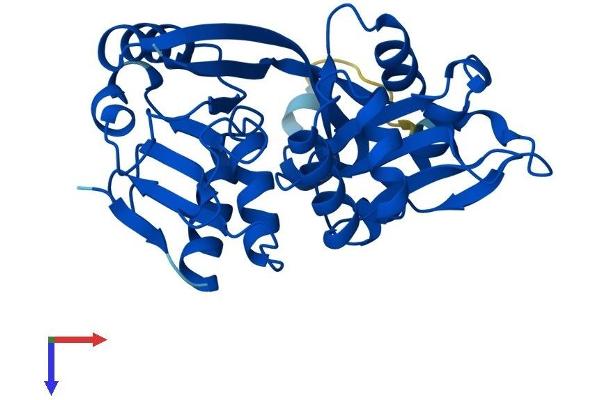 GLYAT Protein (AA 1-296) (His tag)