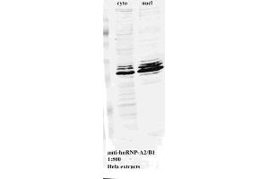 Western blot for Anti-hnRNP-A2/B1 on HeLa cell extract (HNRNPA2B1 Antikörper)