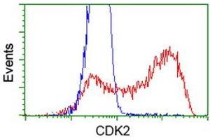 HEK293T cells transfected with either RC200494 overexpress plasmid (Red) or empty vector control plasmid (Blue) were immunostained by anti-CDK2 antibody (ABIN2454567), and then analyzed by flow cytometry. (CDK2 Antikörper)