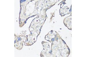 Immunohistochemistry of paraffin-embedded human placenta using CASP3 antibody. (Caspase 3 Antikörper  (AA 55-160))