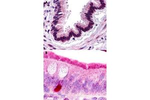 Immunohistochemical staining of formalin-fixed paraffin-embedded human lung, respiratory epithelium (A) and human small intestine (B) with C3AR1 polyclonal antibody . (C3AR1 Antikörper  (Extracellular Domain))