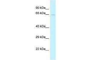 WB Suggested Anti-Trmt5 Antibody   Titration: 1. (TRMT5 Antikörper  (C-Term))