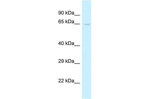 TRMT5 Antikörper  (C-Term)