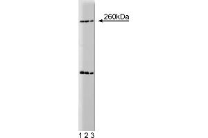 Western Blotting (WB) image for anti-Nestin (NES) (AA 402-604) antibody (ABIN968629) (Nestin Antikörper  (AA 402-604))