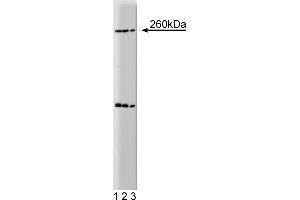 Western Blotting (WB) image for anti-Nestin (NES) (AA 402-604) antibody (ABIN968629)