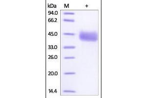 Human IgG3 Fc, Tag Free on SDS-PAGE under reducing (R) condition. (HEK-293 Cells IgG3 Isotyp-Kontrolle)