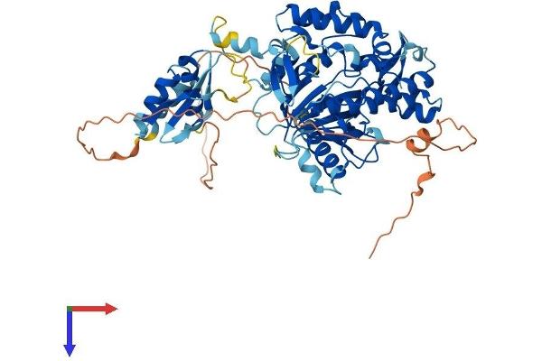 ADAD1 Protein (AA 1-576) (His tag)