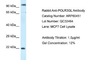Western Blotting (WB) image for anti-Polymerase (RNA) III (DNA Directed) Polypeptide G (32kD)-Like (POLR3GL) (C-Term) antibody (ABIN2788453) (POLR3GL Antikörper  (C-Term))