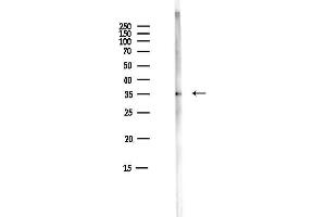 Western blot analysis of lysates from Mouse liver, using AKR1 Antibody at 1/1000 dilution.
