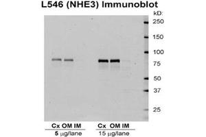 Western blot analysis of Rat kidney tissue lysates showing detection of NHE3 protein using Rabbit Anti-NHE3 Polyclonal Antibody . (SLC9A3 Antikörper  (PE))
