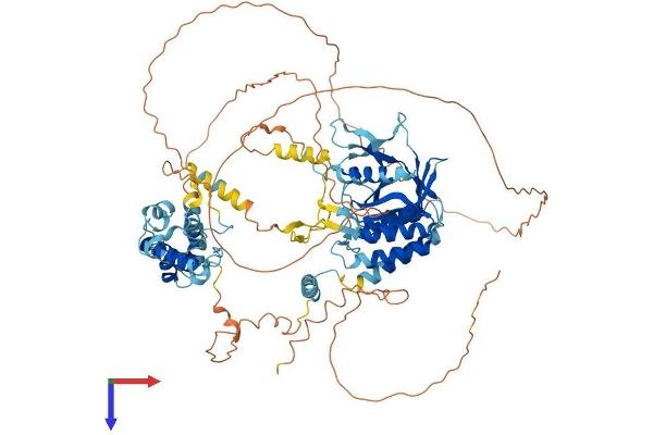 MYSM1 Protein (AA 1-828) (His tag)