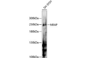 Western blot analysis of extracts of SH-SY5Y cells, using NRAP antibody (ABIN6132904, ABIN6144836, ABIN6144837 and ABIN6216574) at 1:3000 dilution. (NRAP Antikörper  (AA 1-300))
