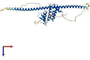 RAB3IL1 Protein (AA 1-383) (His tag)