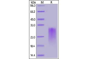 Human CD24, His Tag on  under reducing (R) condition. (CD24 Protein (AA 27-59) (His tag))