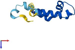 COA5 Protein (AA 1-74) (Fc Tag)