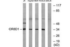 Western blot analysis of extracts from Jurkat/HepG2/MCF-7/COLO cells, using OR8D1 Antibody.