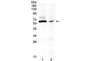 Western blot testing of human 1) 293T and 2) COLO320 lysate with AMH antibody at 0. (AMH Antikörper  (AA 75-141))