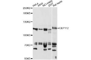 Western blot analysis of extracts of various cell lines, using CEP112 antibody (ABIN6291863) at 1:1000 dilution.