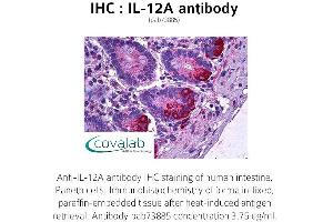 Image no. 1 for anti-Interleukin 12 alpha (IL12A) antibody (ABIN1735872) (IL12A Antikörper)