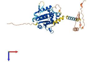 PSTK Protein (AA 1-348) (His tag)