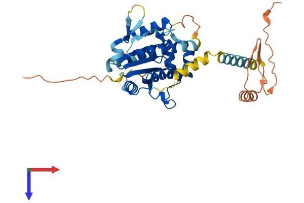 PSTK Protein (AA 1-348) (His tag)