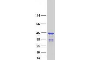 HNRNPC Protein (Transcript Variant 3) (Myc-DYKDDDDK Tag)