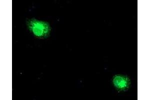 Anti-RPN1 mouse monoclonal antibody (ABIN2455100) immunofluorescent staining of COS7 cells transiently transfected by pCMV6-ENTRY RPN1 (RC201554). (RPN1 Antikörper)