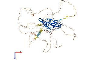 T-Box 18 Protein (TBX18) (AA 1-613) (His tag)