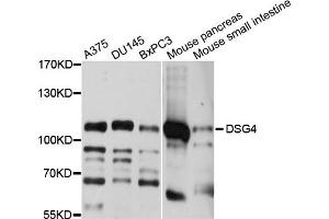Western blot analysis of extracts of various cell lines, using DSG4 antibody. (Desmoglein 4 Antikörper)