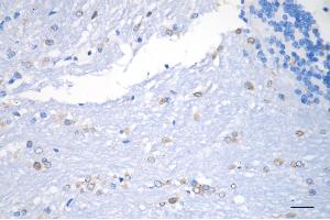 Immunohistochemistry was performed on paraffin-embedded mouse brain using prolyl 4-hydroxylase subunit beta antibody (ABIN7799920), 1:200).