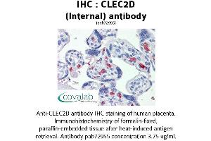 Image no. 1 for anti-C-Type Lectin Domain Family 2, Member D (CLEC2D) (Internal Region) antibody (ABIN1733154) (CLEC2D Antikörper  (Internal Region))
