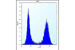 SC Antibody (N-term) 12299a flow cytometric analysis of K562 cells (right histogram) compared to a negative control cell (left histogram). (SREBF chaperone Antikörper  (N-Term))