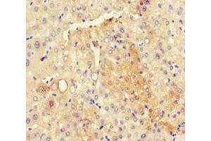 Immunohistochemistry of paraffin-embedded human liver tissue using ABIN7166014 at dilution of 1:100