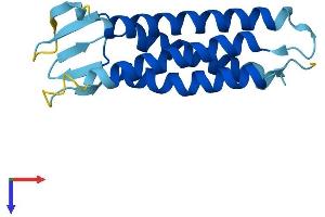 PMP22 Protein (AA 1-161) (His tag)